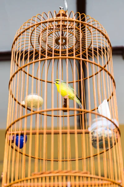 Желтая птица в деревянной клетке — стоковое фото