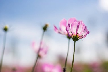 Florasan Pembe çiçek