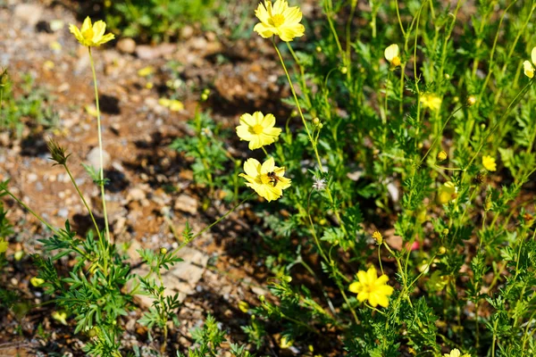 Les abeilles sont sur la fleur jaune — Photo