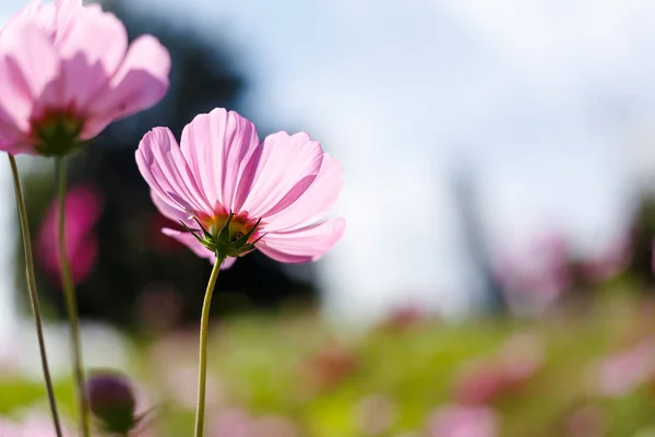 형광 핑크 꽃 스톡 사진