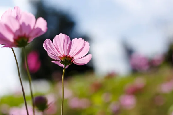 형광 핑크 꽃 로열티 프리 스톡 이미지