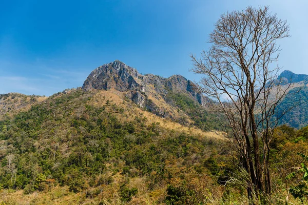 Madera seca con vista a la montaña — Foto de Stock