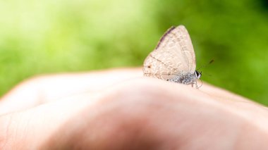 İnsan eli kürsüye kelebek