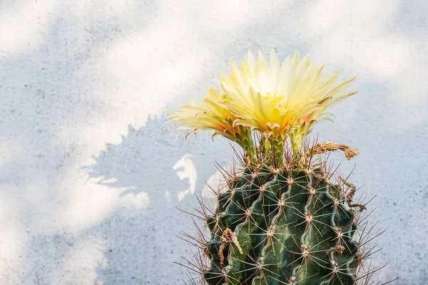 Gelbe Kaktusblüte — Stockfoto