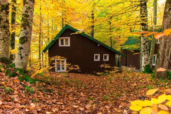 Home In Autumn Forest, Shelter in the beautiful autumn forest