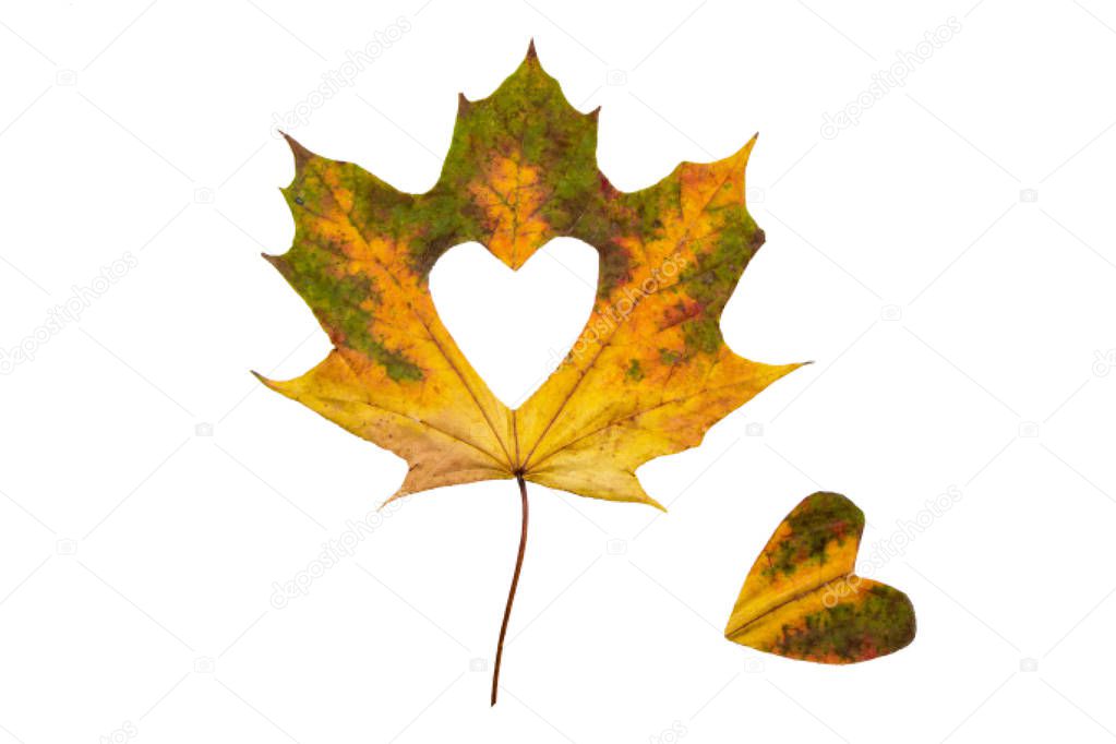 Autumn leaves heart. Autumn leaves on white background