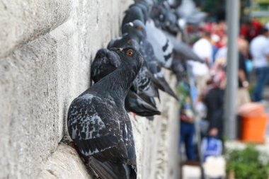 Güzel güvercin yakın çekim