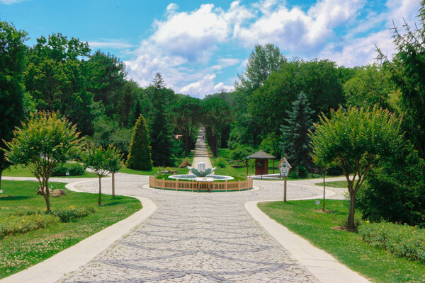 Деревья с голубым небом