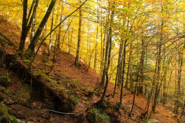 Güneş parıldıyor sonbahar ağaçlar
