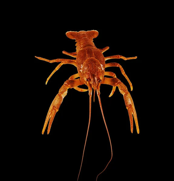 Écrevisses de homard rouge sur fond noir gros plan . — Photo