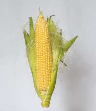 Mısır, gri bir arka plan üzerinde kulak. Taze Mısır Mısır koçanı.