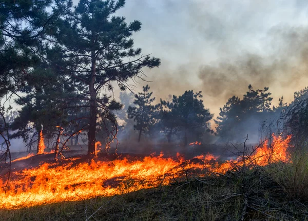 Bosbrand. Verbrande bomen na wildvuur, vervuiling en veel rook. — Stockfoto