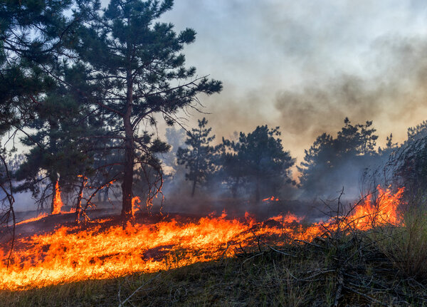 Forest fire. Burned trees after wildfire, pollution and a lot of smoke.