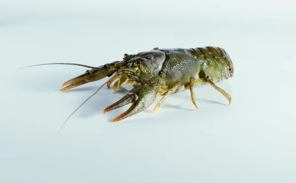 Rivierkreeft op een witte achtergrond — Stockfoto