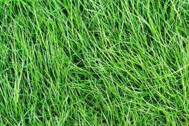 Yeşil sağlıklı çimen dokusu