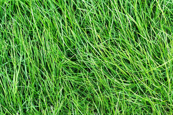 Green healthy grass texture