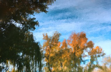 Parktaki su ağacına yansıyan doğal arka plan.