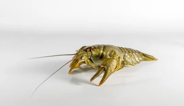 Hidup Crayfish di latar belakang putih — Stok Foto