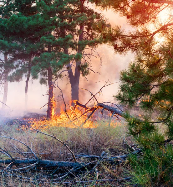 Lesní požár. padlý strom je spálený do základů hodně kouře, když hoří.. — Stock fotografie