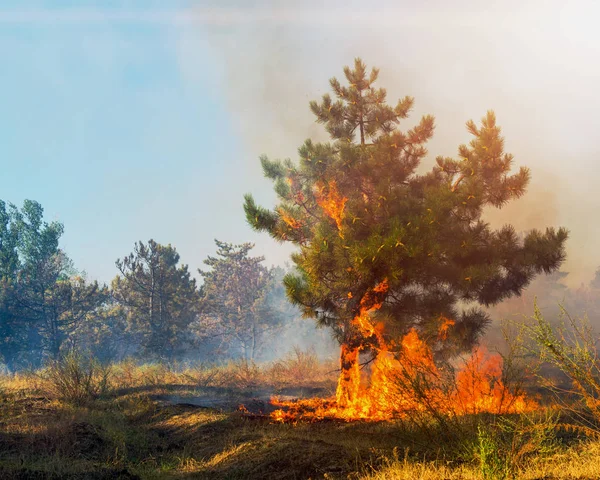 Fuego forestal. árbol caído se quema hasta el suelo mucho humo cuando vildfire . — Foto de Stock