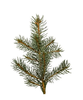 Beyaz arka plan üzerinde izole twigs çam fidanı.