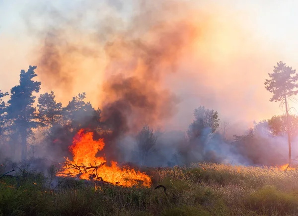 Fuego forestal. árbol caído se quema hasta el suelo mucho humo cuando vildfire . — Foto de Stock