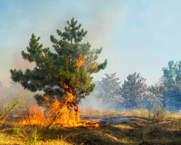 Waldbrand. Feuerpause zur Eindämmung von Flächenbränden nutzen. — Stockfoto