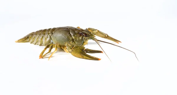 Crayfish pada latar belakang putih — Stok Foto