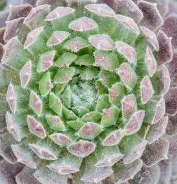 arka plan doğa. Doğal arka plan kaktüs etli bitki.