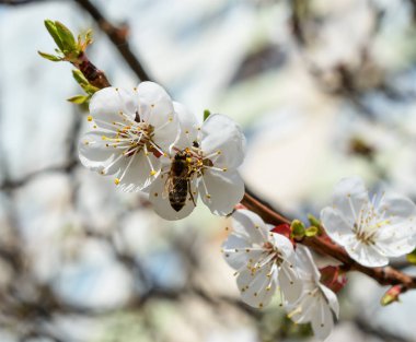 Arı ve pembe badem çiçek kapat.