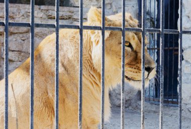 Besleme sonra dinlenme yalan Afrika dişi aslan.