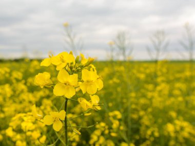 Günbatımı alanında kolza tohumu