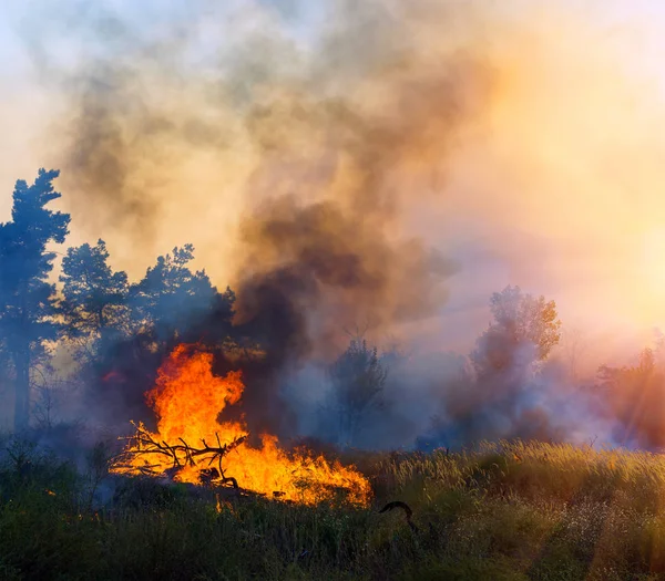 Incendios forestales, Incendios forestales de cerca durante el día. —  Fotos de Stock