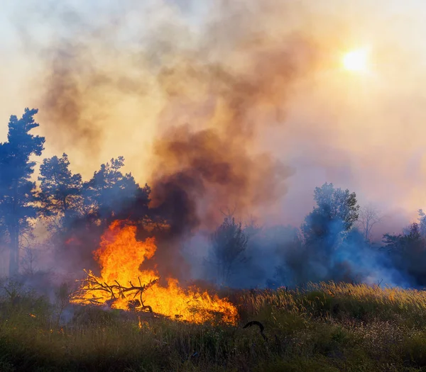 Bosque de coníferas en llamas — Foto de Stock