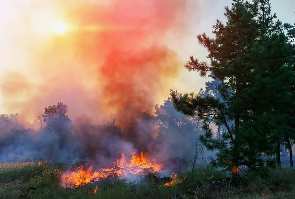 Waldbrand, Lauffeuer brennender Baum in rot und orange bei Sonnenuntergang — Stockfoto