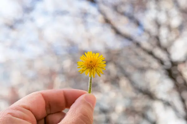 美しいボケ味の背景に黄色のタンポポの花束を抱きかかえた — ストック写真