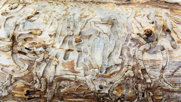 Die Beschaffenheit des vom Borkenkäfer beschädigten Holzes. — Stockfoto
