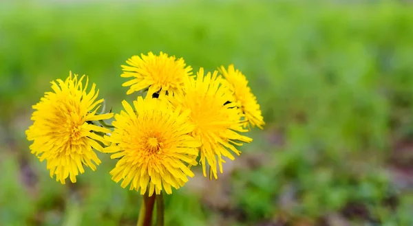 Maskros gula blommor bukett i solljus, naturlig våren friska bakgrund. — Stockfoto