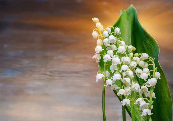 Vackra vita liljekonvaljer och den mörka bakgrunden med ljusstråle. — Stockfoto