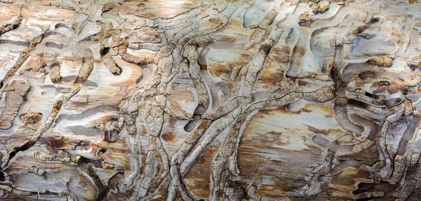 수 피 딱정벌레에 의해 나무의 껍질에 꼬 부 랑 패턴 — 스톡 사진