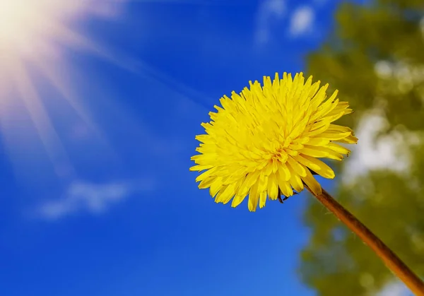 Yellow dandelions on blue sky background with sun rays — Stock Photo, Image