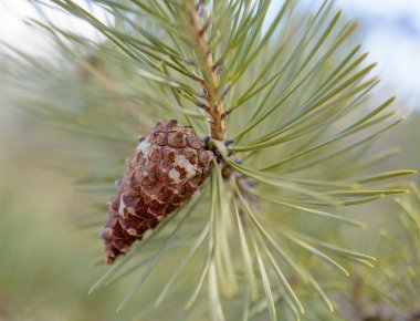 Köknar dalı çam kozalağı ile