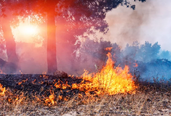 Vento soprando em uma árvore flamejante durante um incêndio florestal . — Fotografia de Stock