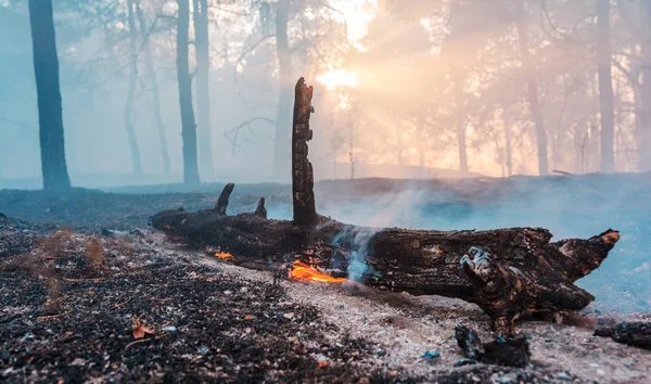 Waldbrand. Umgestürzter Baum brennt bei Brand bis auf die Grundmauern. — Stockfoto