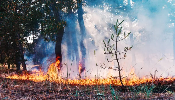 Skovbrand. væltet træ er brændt til jorden en masse røg, når vildfire. - Stock-foto