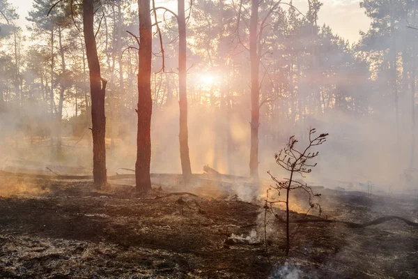 Rauch steigt aus teilweise verbranntem Wald auf — Stockfoto