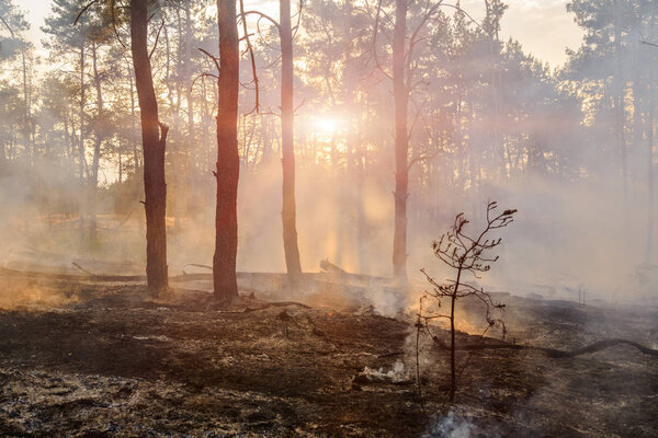 Дым поднимается из частично сожженного леса
