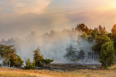 Erken ilkbaharda yanan çim kuru. Yanan ahşap, turba, trajedi ve felaket alanında.