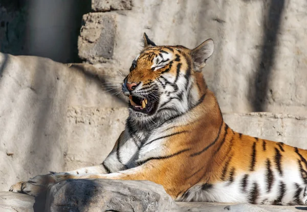 Schöner Tiger und das bedrohliche Grinsen der Zähne. — Stockfoto