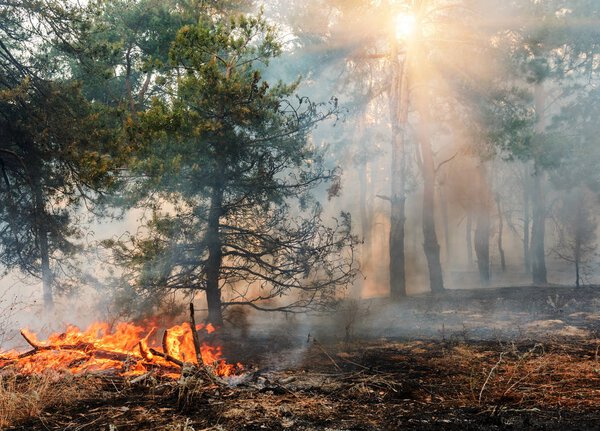Лесной огонь. Сожженные деревья после лесного пожара, загрязнения и много дыма
.
